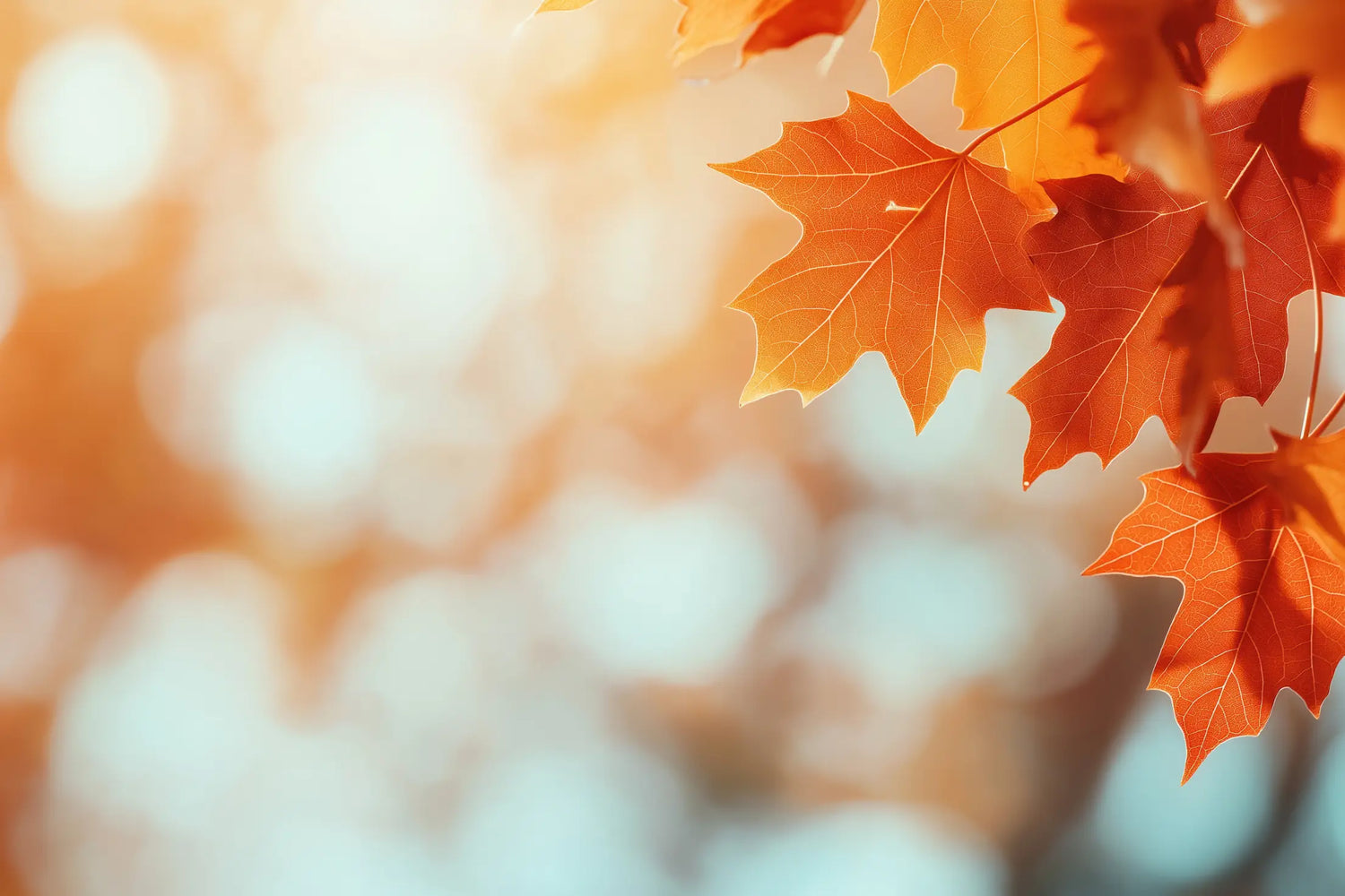 Fall Collection