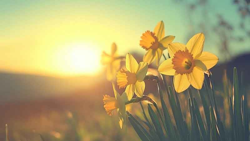Spring Collection